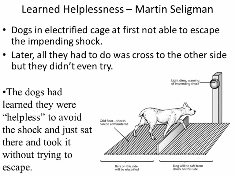 learned helplessness experiment with dogs