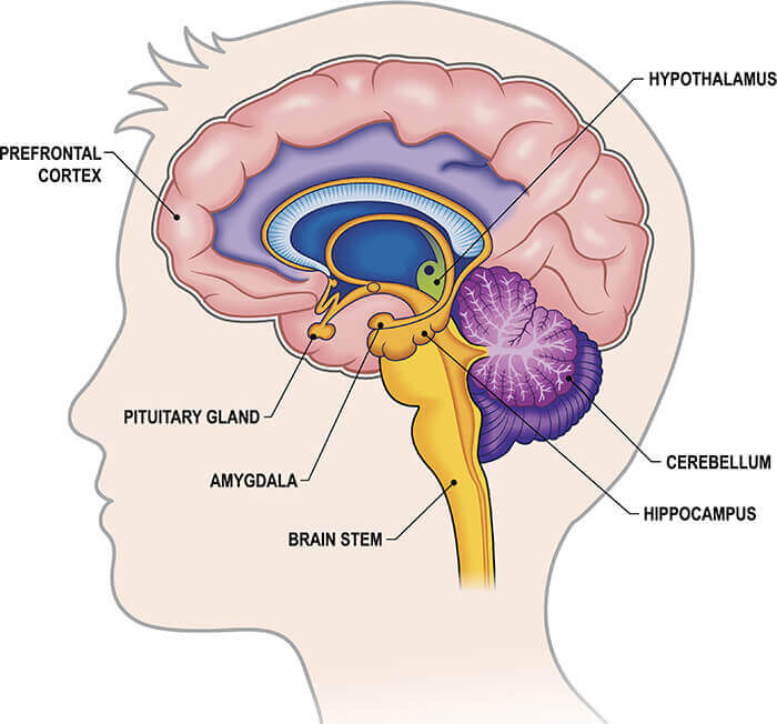 The emotional limbic system.