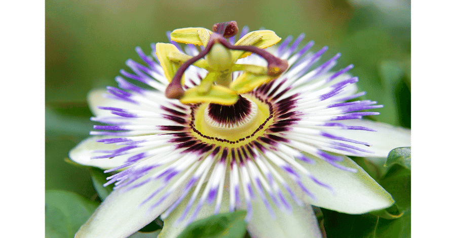 Passionflower anxiety supplement